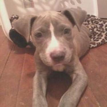 Blue Ices Lycess Pit Bull.jpg